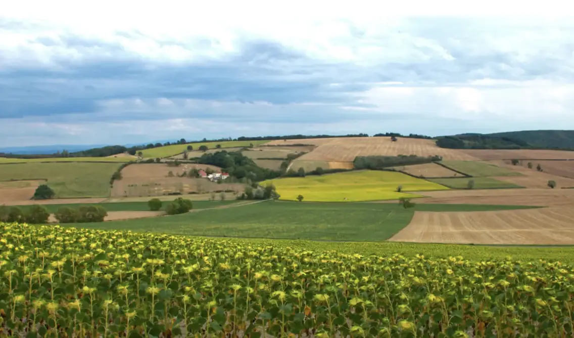 Paysage agricole vallonné : parcelles cultivées sous un ciel nuageux