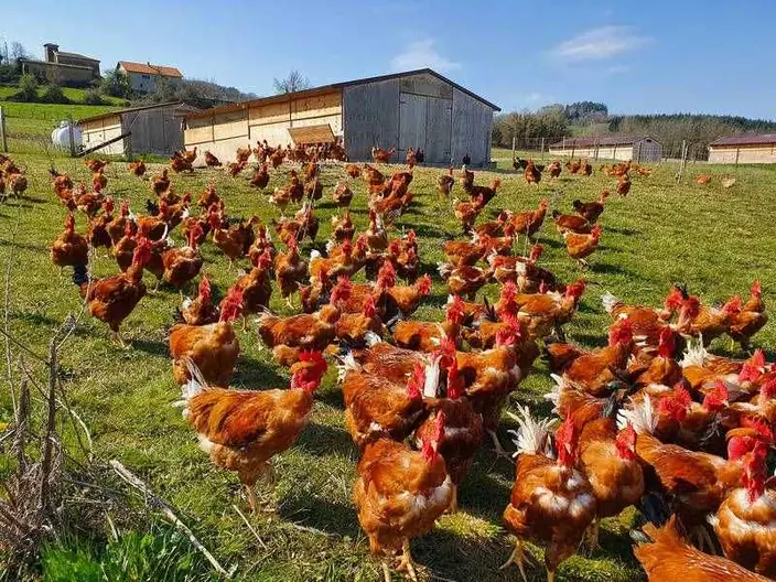 Poules rousses en plein air devant un bâtiment d’élevage